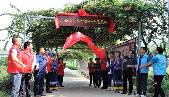 广西首个工匠茶叶品种示范基地在柳城县挂牌成立(图1)